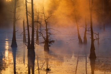 la-tx-cypress-swamps-options-mr - Landscape, Nature and Cityscape Photography - Mike Reyfman Photography - Fine Art Prints, Stock Images, Nature Abstracts