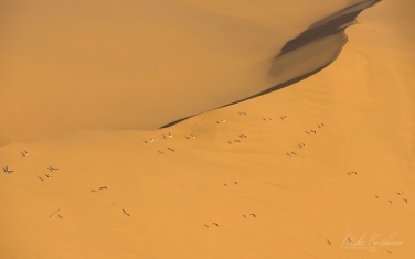 SCW_029_10N3090 Seagulls flying over coastal sand dunes of the Namib Skeleton Coast National Park, Namibia