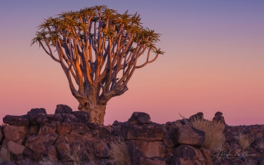 S-NR-QT_031_10P6970 Kokerboom and Desert Hue. Aloe dichotoma (the quiver tree or kokerboom) Grove, Keetmanshoop, Namibia.