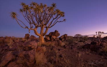 S-NR-QT_038_10P6848 Blue Hour in Aloe Grove. Aloe dichotoma (the quiver tree or kokerboom), Keetmanshoop, Namibia.