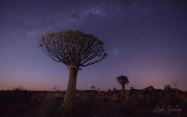 S-NR-QT_043_10N0804 Aloe Tree and Milky Way. Aloe dichotoma (the quiver tree or kokerboom), Keetmanshoop, Namibia.