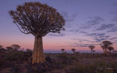 S-NR-QT_047_10N0872 Kokerboom and Desert Hue. Aloe dichotoma (the quiver tree or kokerboom) Grove, Keetmanshoop, Namibia.