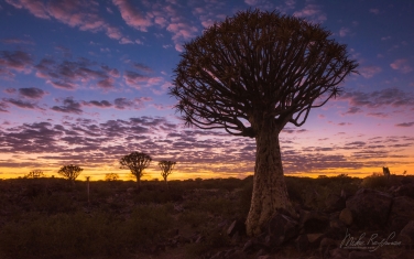S-NR-QT_050_10N0834 Quiver Tree Forest before Sunrise. Aloe dichotoma (the quiver tree or kokerboom), Keetmanshoop, Namibia.