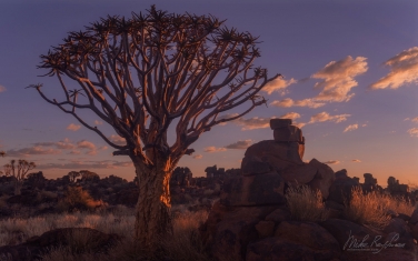S-NR-QT_052_10P6817 The Golden Hour at Quiver Tree Forest. Aloe dichotoma (the quiver tree or kokerboom), Keetmanshoop, Namibia.