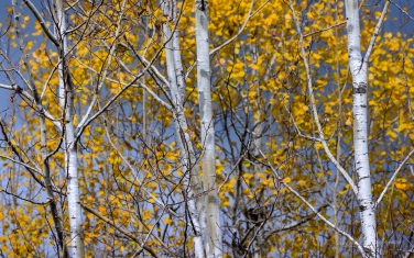 UP-MI_079_ZRA8130.jpg Aspen Trees Forest, Upper Peninsula, Michigan, USA