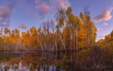 UP-MI_100_ZRA8445.jpg Autumn Bog, Northern Wisconsin, USA