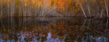 UP-MI_112_ZRA8476_Pano-1x2.55.jpg Autumn Bog, Northern Wisconsin, USA