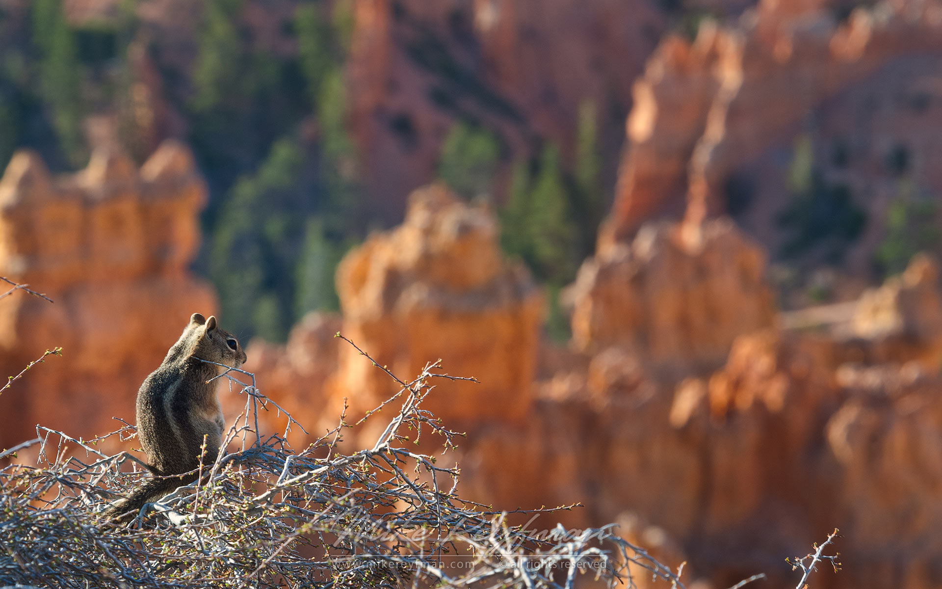 Spring Coming II. Chipmunk at Bryce Canyon National Park, Utah, USA. - Bryce-Canyon-National-Park-Utah-USA - Mike Reyfman Photography
