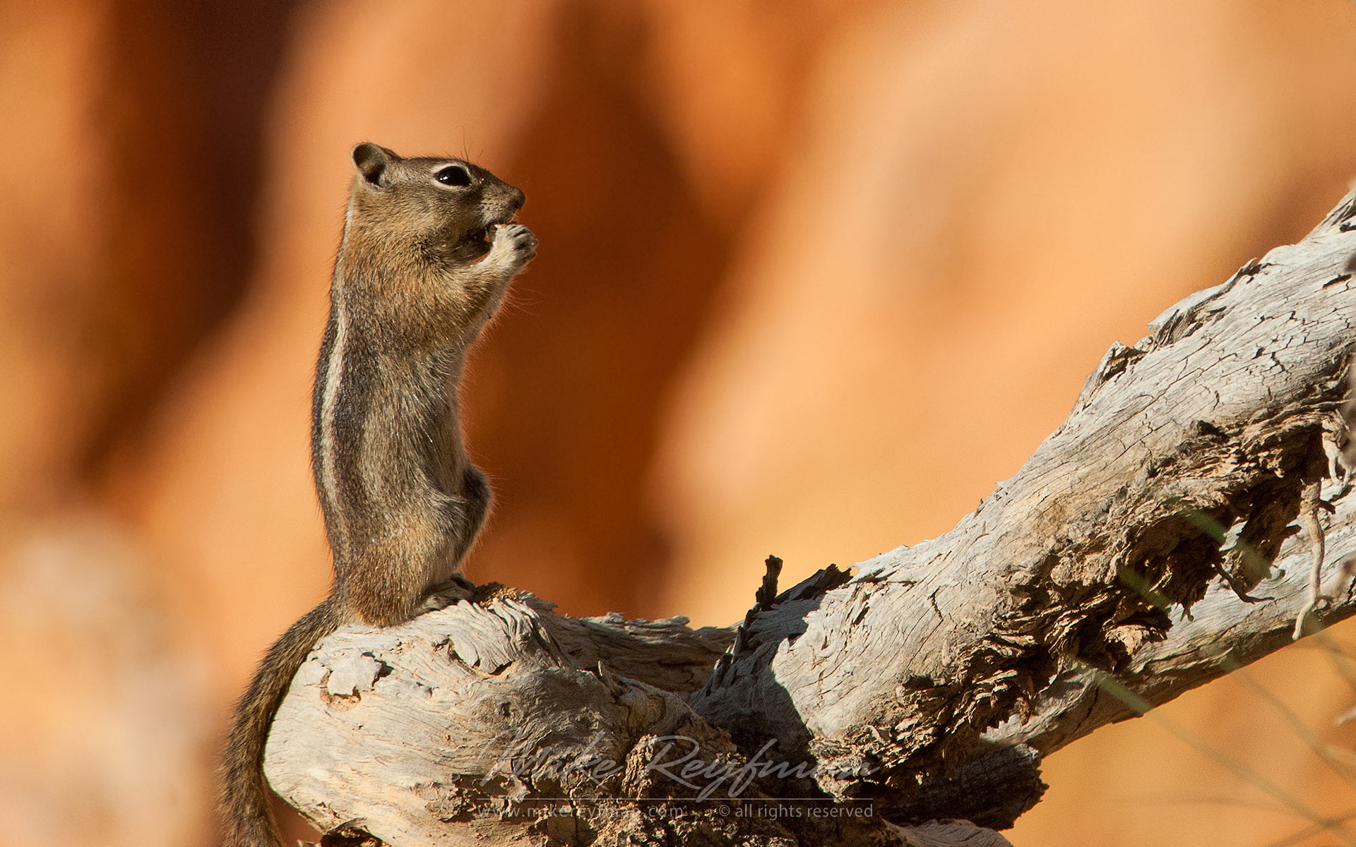Local II. Chipmunk at Bryce Canyon National Park, Utah, USA. - Bryce-Canyon-National-Park-Utah-USA - Mike Reyfman Photography