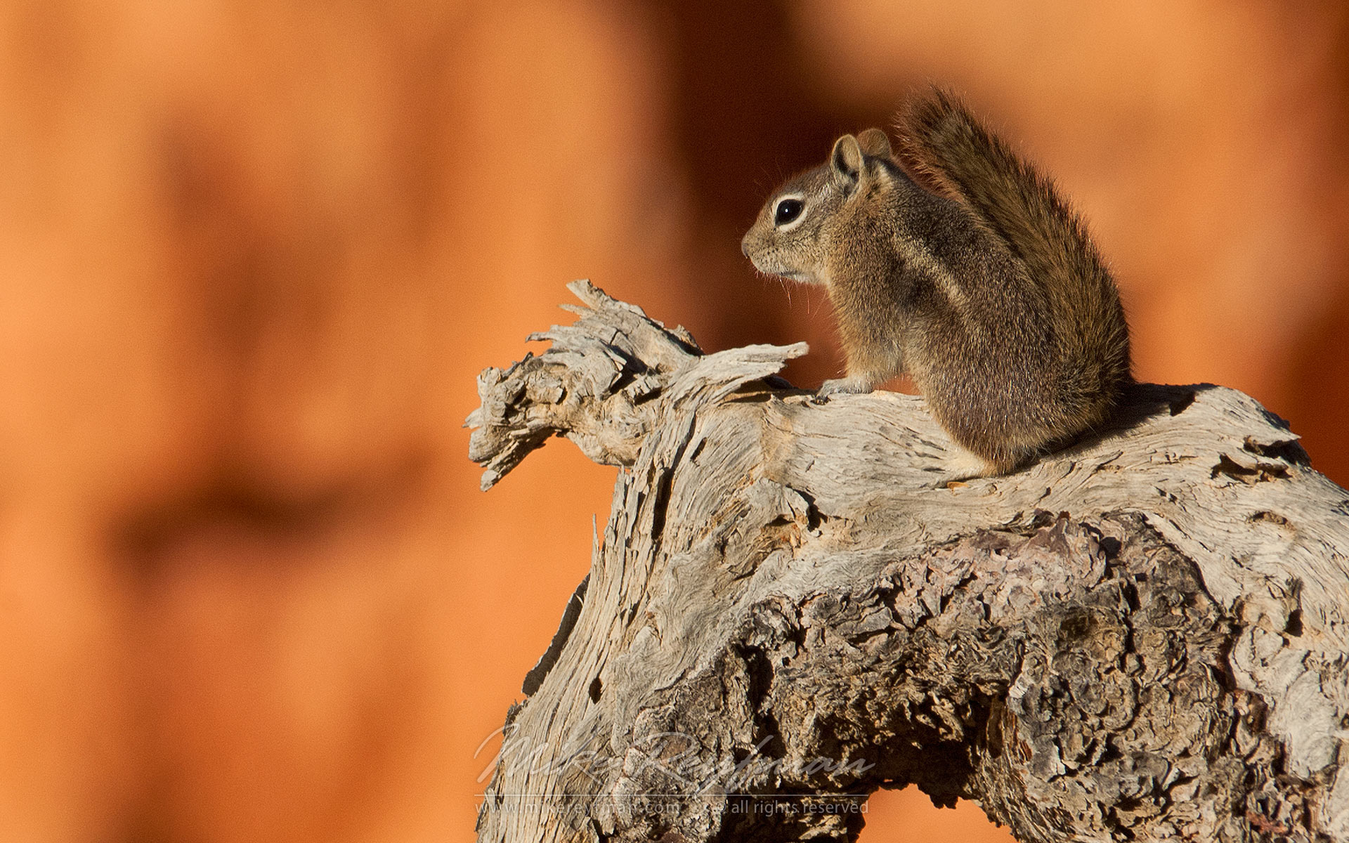 Local III. Chipmunk at Bryce Canyon National Park, Utah, USA. - Bryce-Canyon-National-Park-Utah-USA - Mike Reyfman Photography
