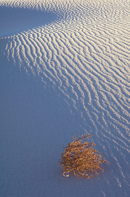 Gold on blue. Brush and sand ripples. Mesquite sand dunes, Stovepipe Wells, Death Valley National Park, California, USA. - Death-Valley-National-Park-California-USA - Mike Reyfman Photography