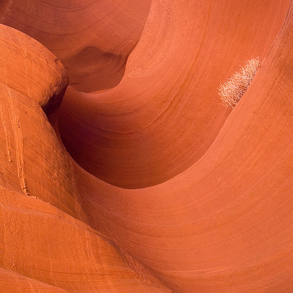 Fire Weed. Lower Antelope Canyon, Arizona, USA - Lower-Antelope-Canyon-Arizona-USA - Mike Reyfman Photography