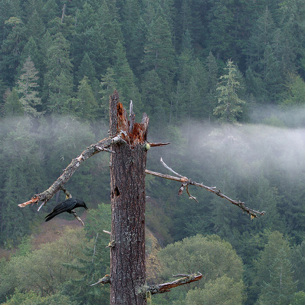 Raven on the Split Tree. Elwha River Valley, Olympic National Park, WA, USA - Olympic-National-Park-Washington-USA - Mike Reyfman Photography