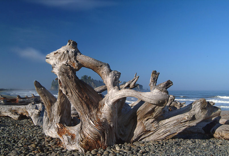 The Dragon. Driftwood on the seashore at Rialto Beach. Olympic National Park, WA, USA - Olympic-National-Park-Washington-USA - Mike Reyfman Photography