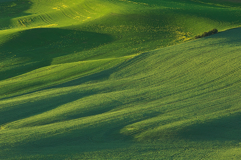 Green velvet carpet spread over the land. Steptoe Butte, Palouse, Washington, USA. - Palouse-Eastern-Washington-American-Tuscany - Mike Reyfman Photography