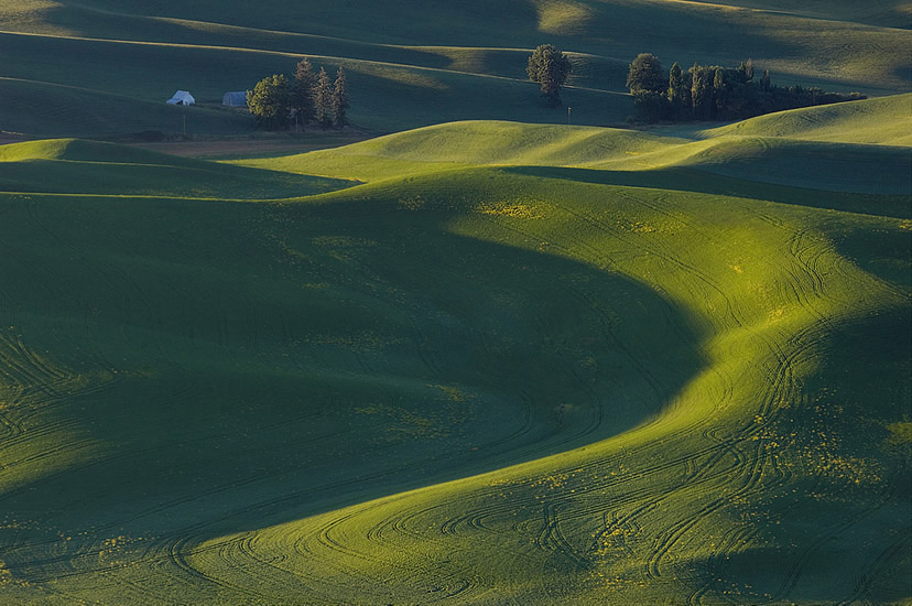 Rolling and curving hills in early morning. Steptoe Butte, Palouse, Washington, USA - Palouse-Eastern-Washington-American-Tuscany - Mike Reyfman Photography