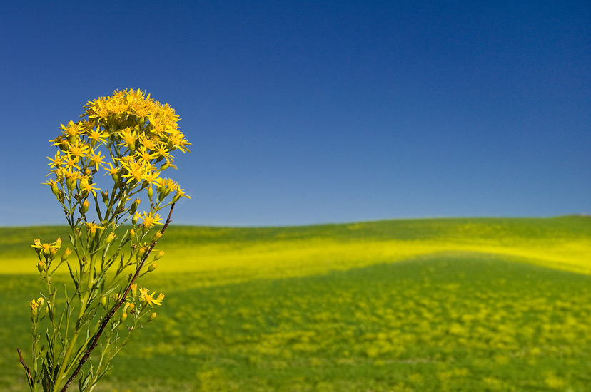 Primary colors. Rapeseed field under clear blue sky. Palouse, Washington, USA. - Palouse-Eastern-Washington-American-Tuscany - Mike Reyfman Photography