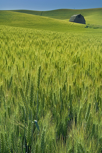 Middle of the summer.? Maturing wheat field and old barn. Palouse, Washington, USA - Palouse-Eastern-Washington-American-Tuscany - Mike Reyfman Photography