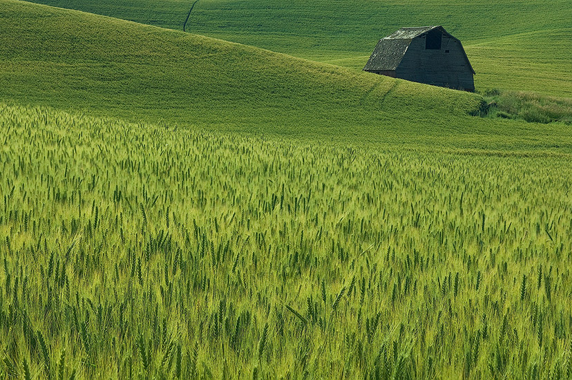 Maturing wheat field and old barn. Palouse, Washington, USA - Palouse-Eastern-Washington-American-Tuscany - Mike Reyfman Photography
