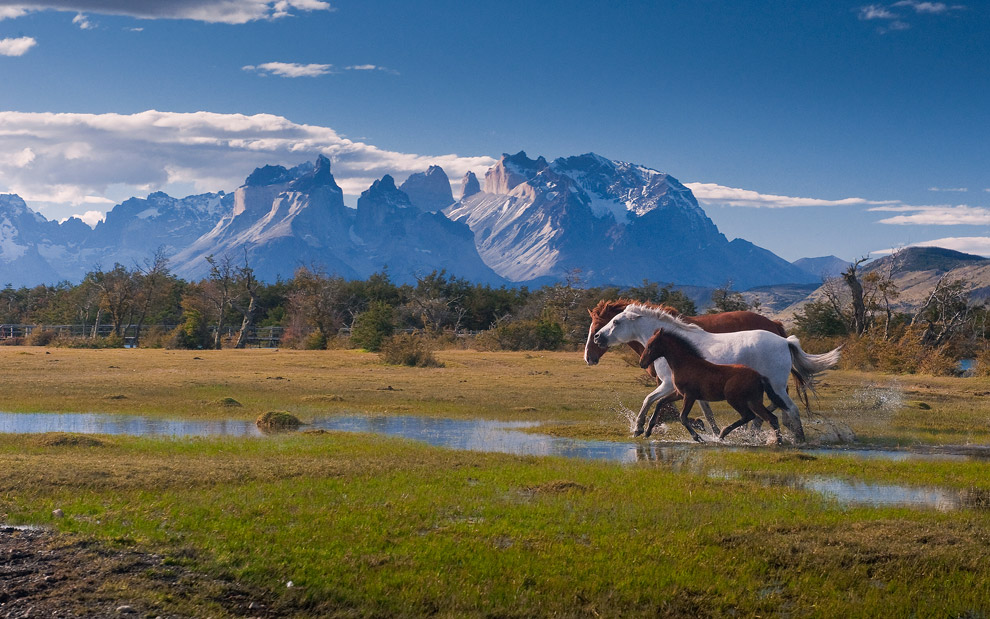 The run on the perfect background. Running horses near Torres del Paine National Park, Patagonia, Chile. - Gallery-1 - Mike Reyfman Photography