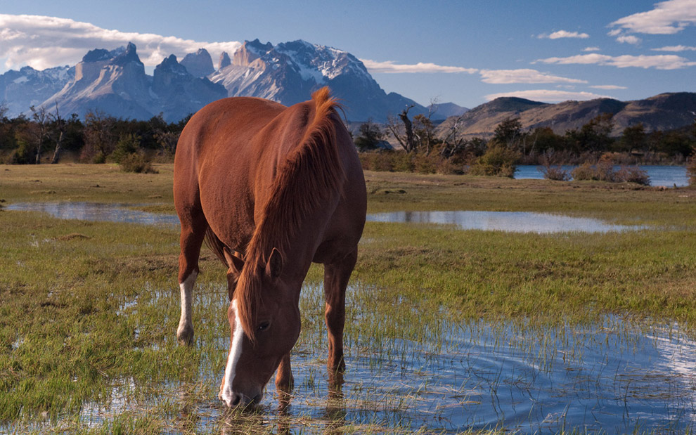 Thirsty. Horse drinking from the grassy puddle near Torres del Paine National Park, Patagonia, Chile. - Gallery-1 - Mike Reyfman Photography