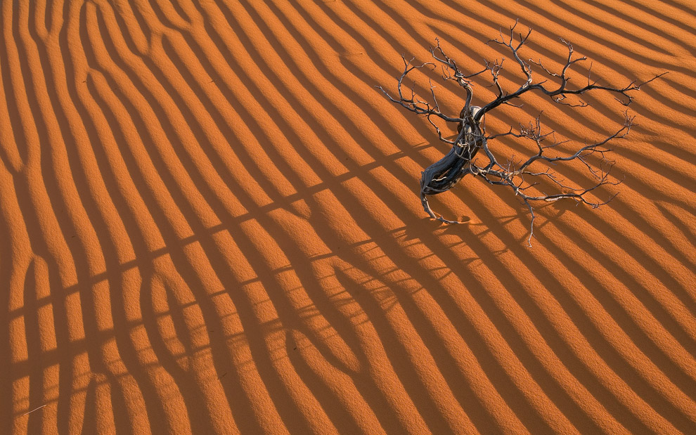 Etude with a Dry Branch II. Coral Pink Sand Dunes State Park, Utah, USA.   - Gallery-2 - Mike Reyfman Photography
