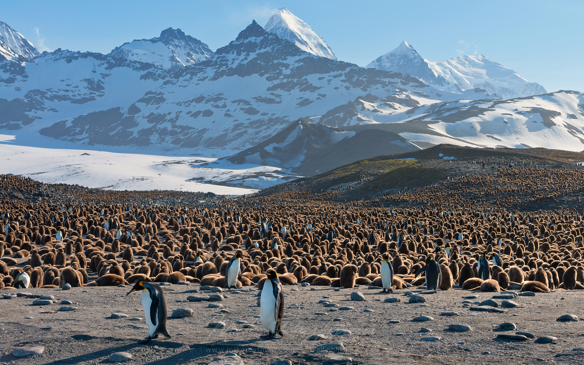 Kingpin. King Penguin (Aptenodytes patagonicus) Creche. Saint Andrews Bay, South Georgia, Sub-Antarctic - King-Penguin-Chicks-In-Creche-South-Georgia-Sub-Antarctic - Mike Reyfman Photography