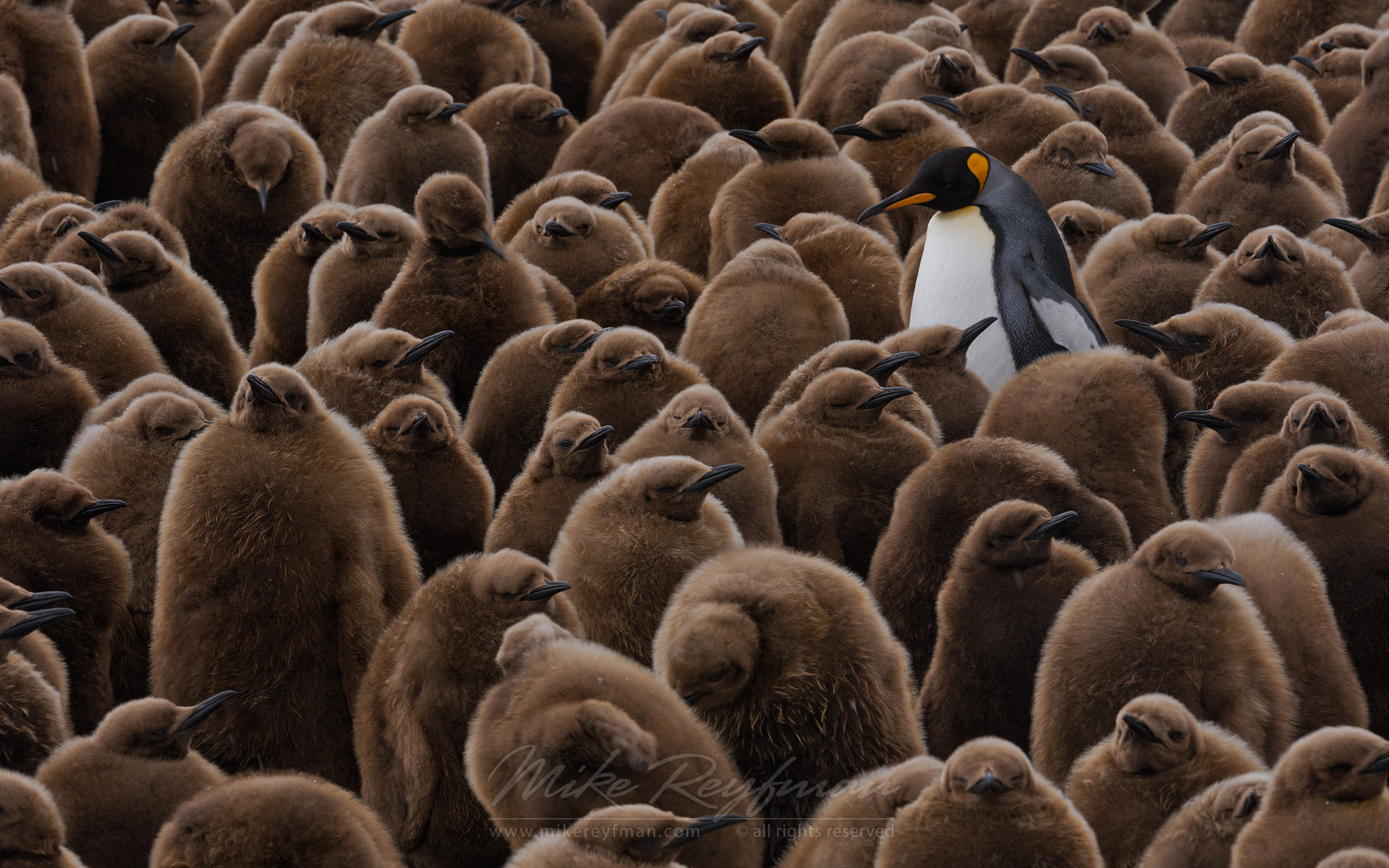 Adult King Penguin (Aptenodytes patagonicus) walking among youngsters and looking for its chick to feed it. King Penguin Creche. Salisbury Plain, South Georgia, Sub-Antarctic - King-Penguin-Chicks-In-Creche-South-Georgia-Sub-Antarctic - Mike Reyfman Photography