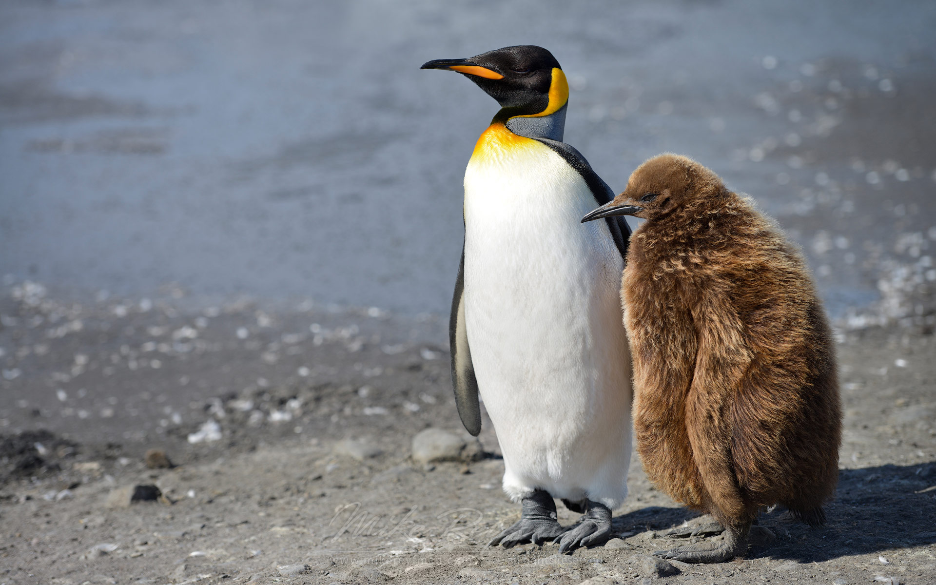 Adult King Penguin (Aptenodytes patagonicus) and chick. King Penguin Creche. Salisbury Plain, South Georgia, Sub-Antarctic - King-Penguin-Chicks-In-Creche-South-Georgia-Sub-Antarctic - Mike Reyfman Photography