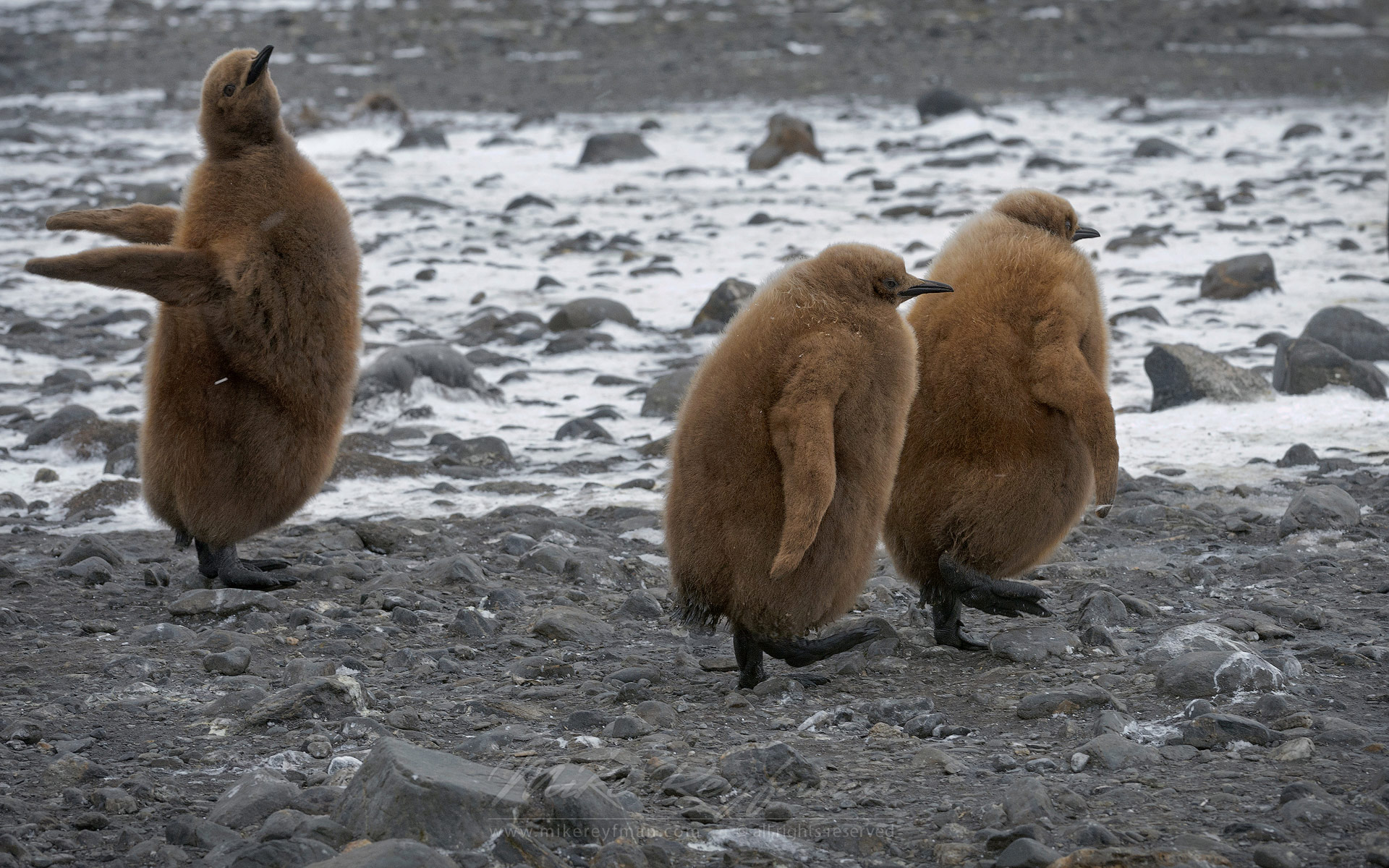 Total Fitness. King Penguin (Aptenodytes patagonicus) chicks. Salisbury Plain, South Georgia, Sub-Antarctic - King-Penguin-Chicks-In-Creche-South-Georgia-Sub-Antarctic - Mike Reyfman Photography