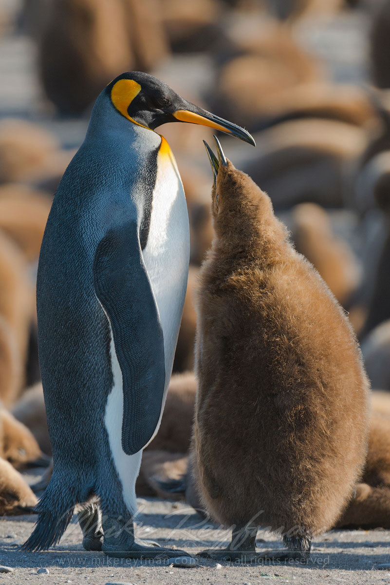 King Penguin (Aptenodytes patagonicus) Creche. Saint Andrews Bay, South Georgia, Sub-Antarctic - King-Penguin-Chicks-In-Creche-South-Georgia-Sub-Antarctic - Mike Reyfman Photography