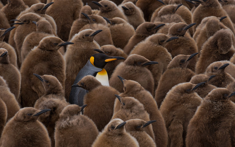 Adult King Penguin (Aptenodytes patagonicus) walking among youngsters and looking for its chick to feed it. King Penguin Creche. Salisbury Plain, South Georgia, Sub-Antarctic