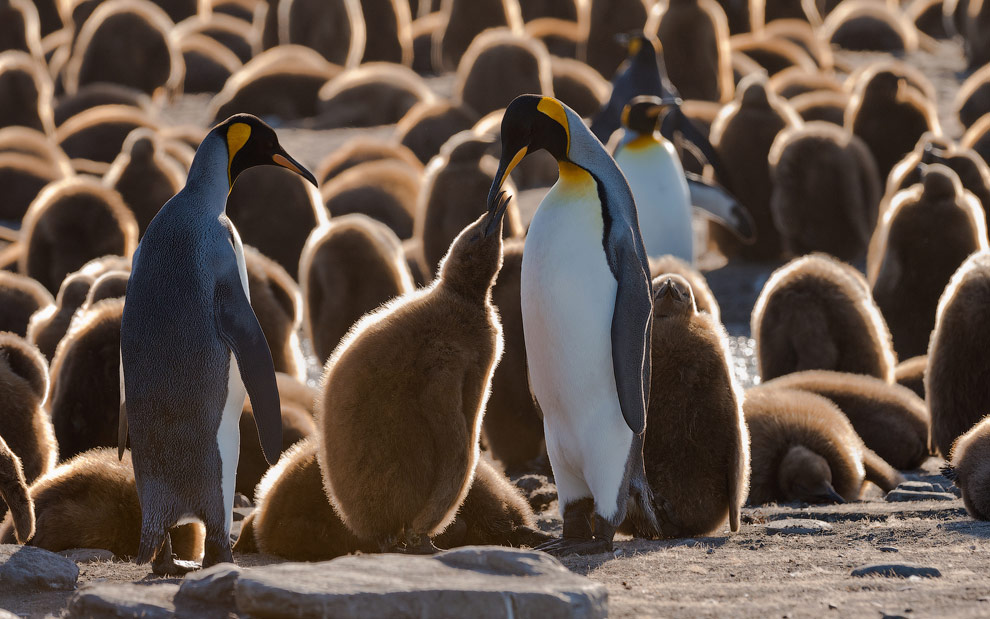 King Penguin (Aptenodytes patagonicus) Creche. Saint Andrews Bay, South Georgia, Sub-Antarctic