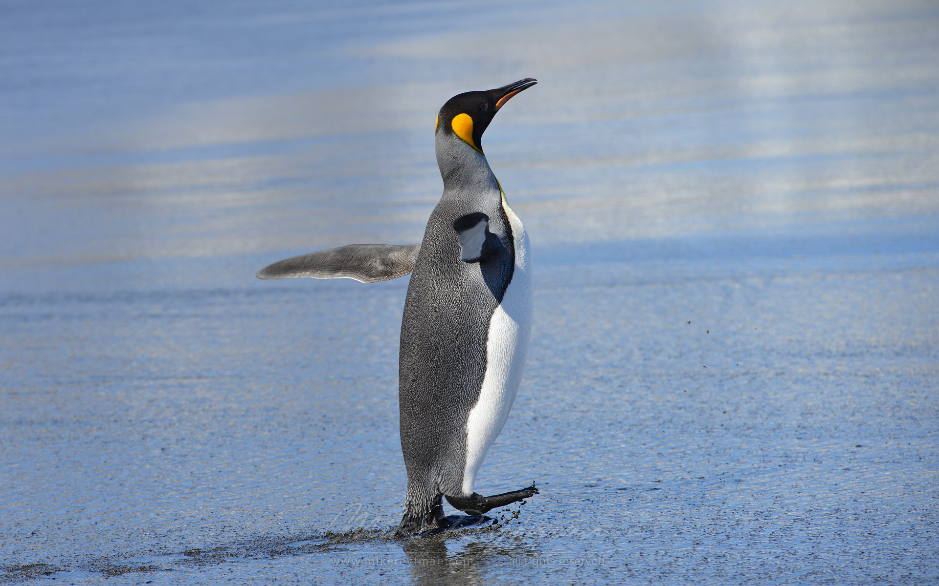King Penguin (Aptenodytes patagonicus), Saint Andrew's Bay, South Georgia, Sub-Antarctic - King-Penguins-South-Georgia-Sub-Antarctic - Mike Reyfman Photography