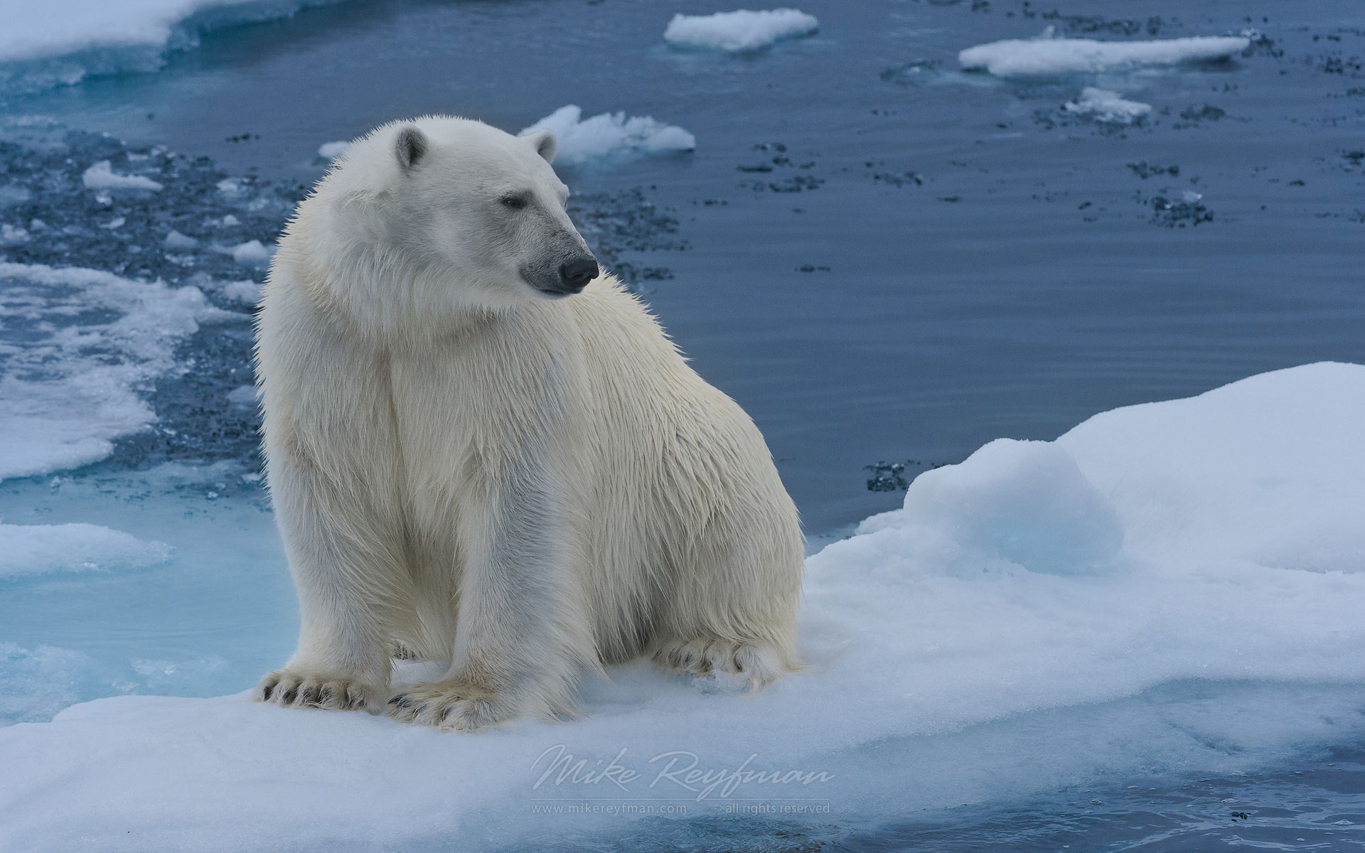 Polar bear resting on an ice floe in Svalbard, Norway. 81st parallel North. - Polar-Bears-Svalbard-Spitsbergen-Norway - Mike Reyfman Photography