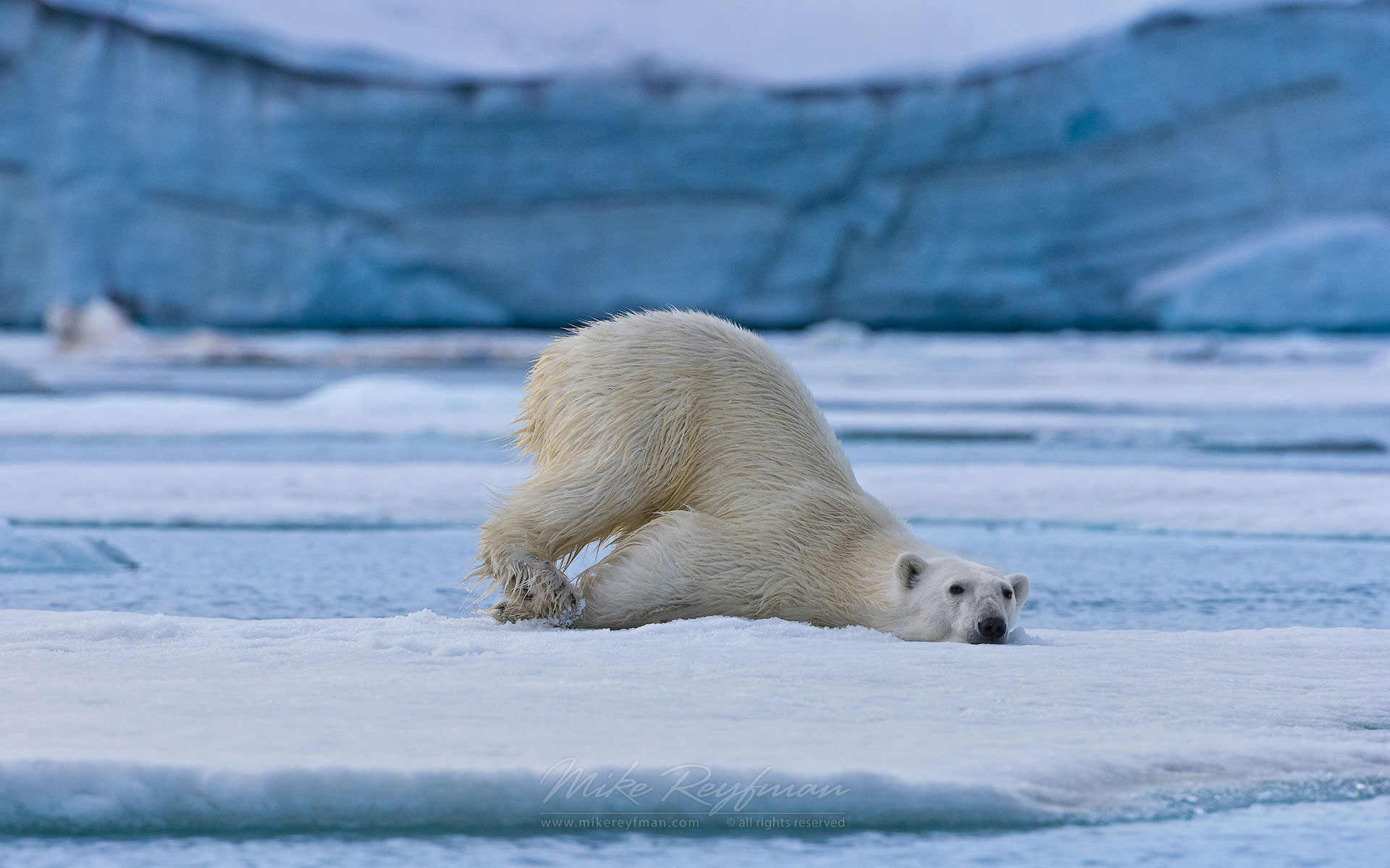 Polar Bear chilling on an ice floe in Svalbard, Norway. 81st parallel North. - Polar-Bears-Svalbard-Spitsbergen-Norway - Mike Reyfman Photography