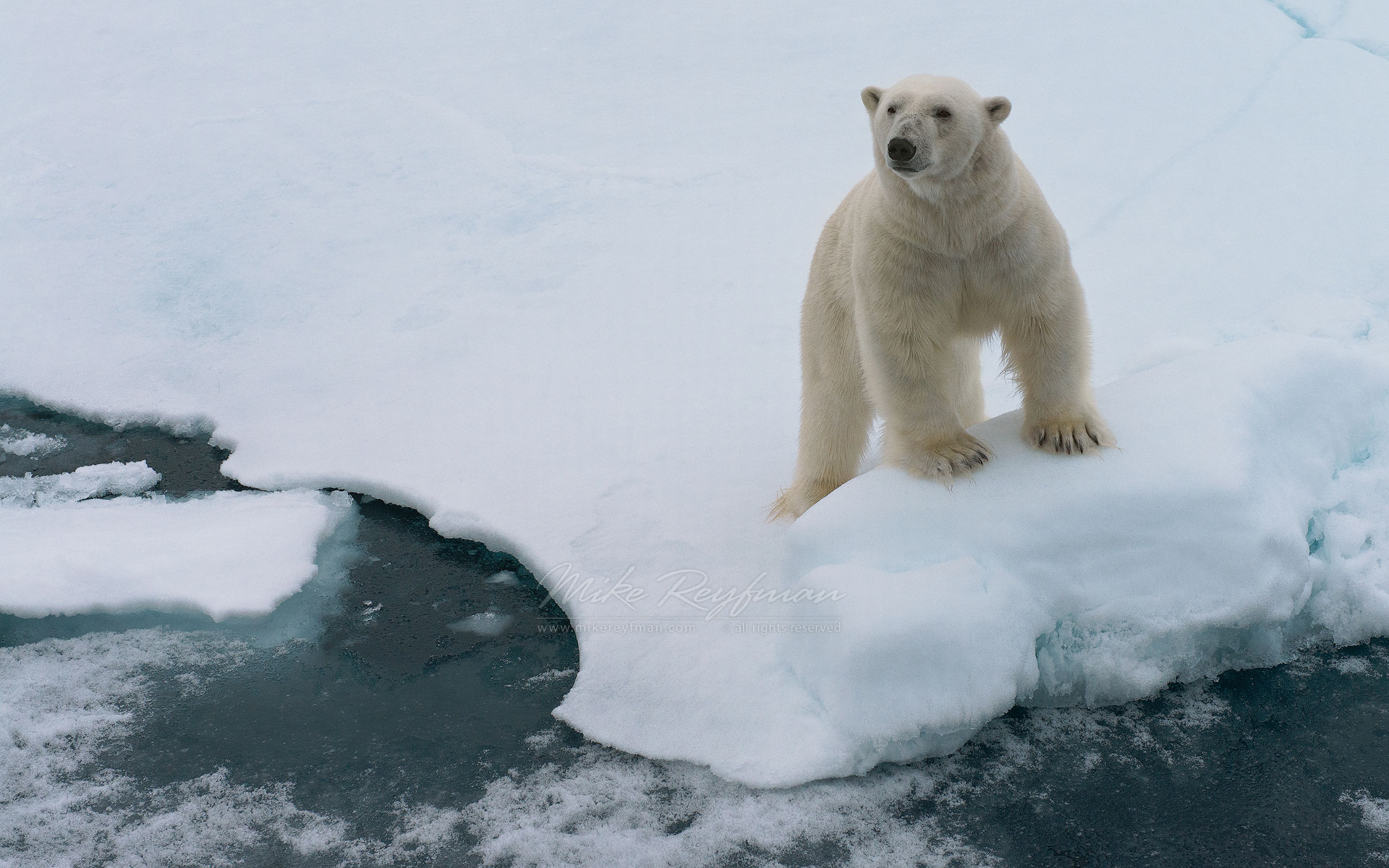 Polar bear on the sea ice in Svalbard, Norway. 81st parallel North. - Polar-Bears-Svalbard-Spitsbergen-Norway - Mike Reyfman Photography