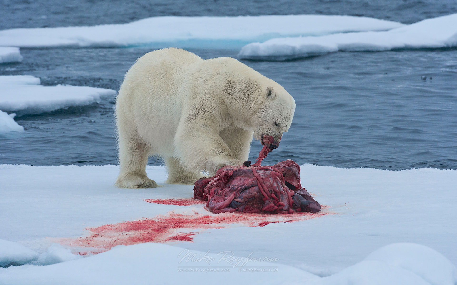 Polar bear with seal kill on an ice floe. Svalbard, Norway. 81st parallel North. - Polar-Bears-Svalbard-Spitsbergen-Norway - Mike Reyfman Photography