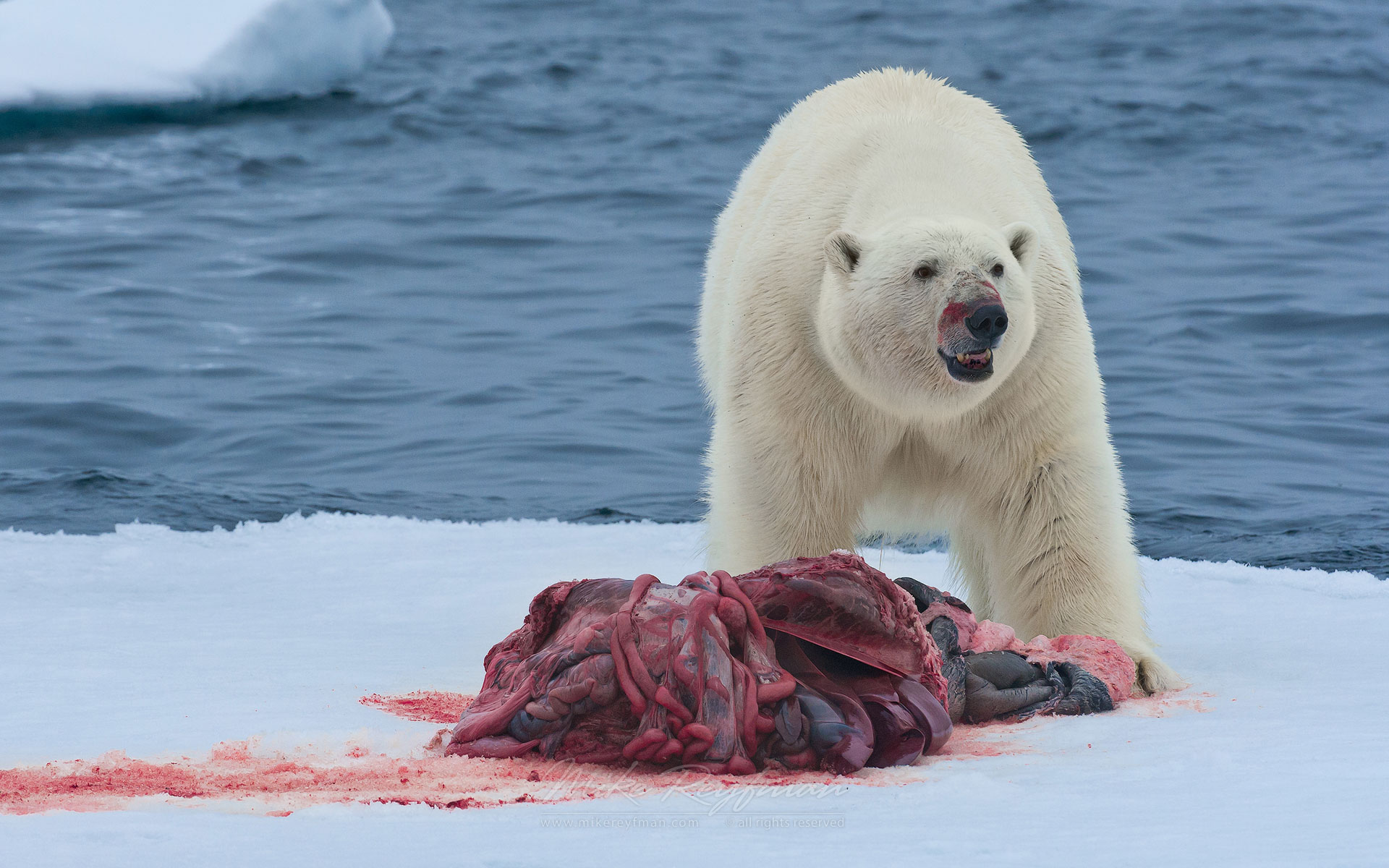 Polar bear with seal kill on an ice floe. Svalbard, Norway. 81st parallel North. - Polar-Bears-Svalbard-Spitsbergen-Norway - Mike Reyfman Photography