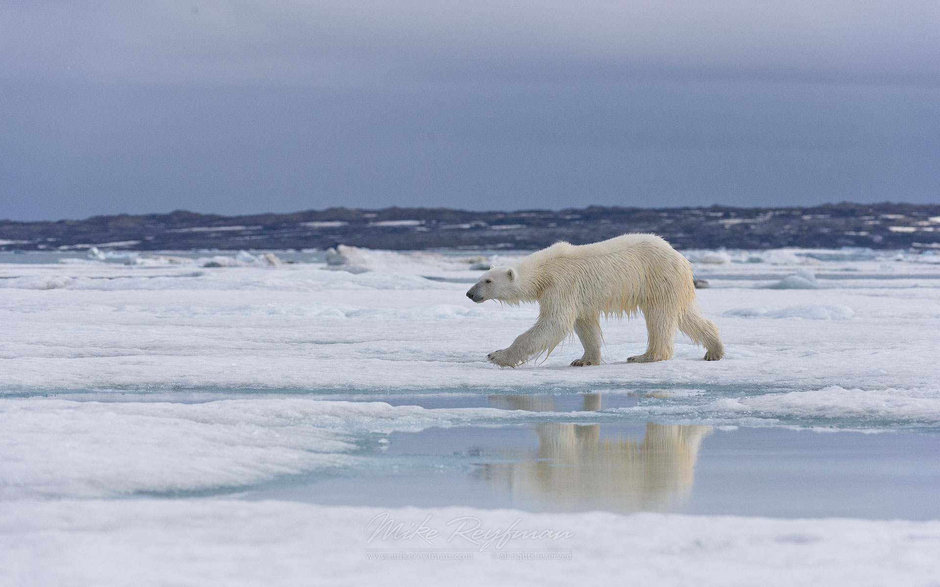 Polar bears with seal kill on an ice floe. Svalbard, Norway. 81st parallel North. - Polar-Bears-Svalbard-Spitsbergen-Norway - Mike Reyfman Photography