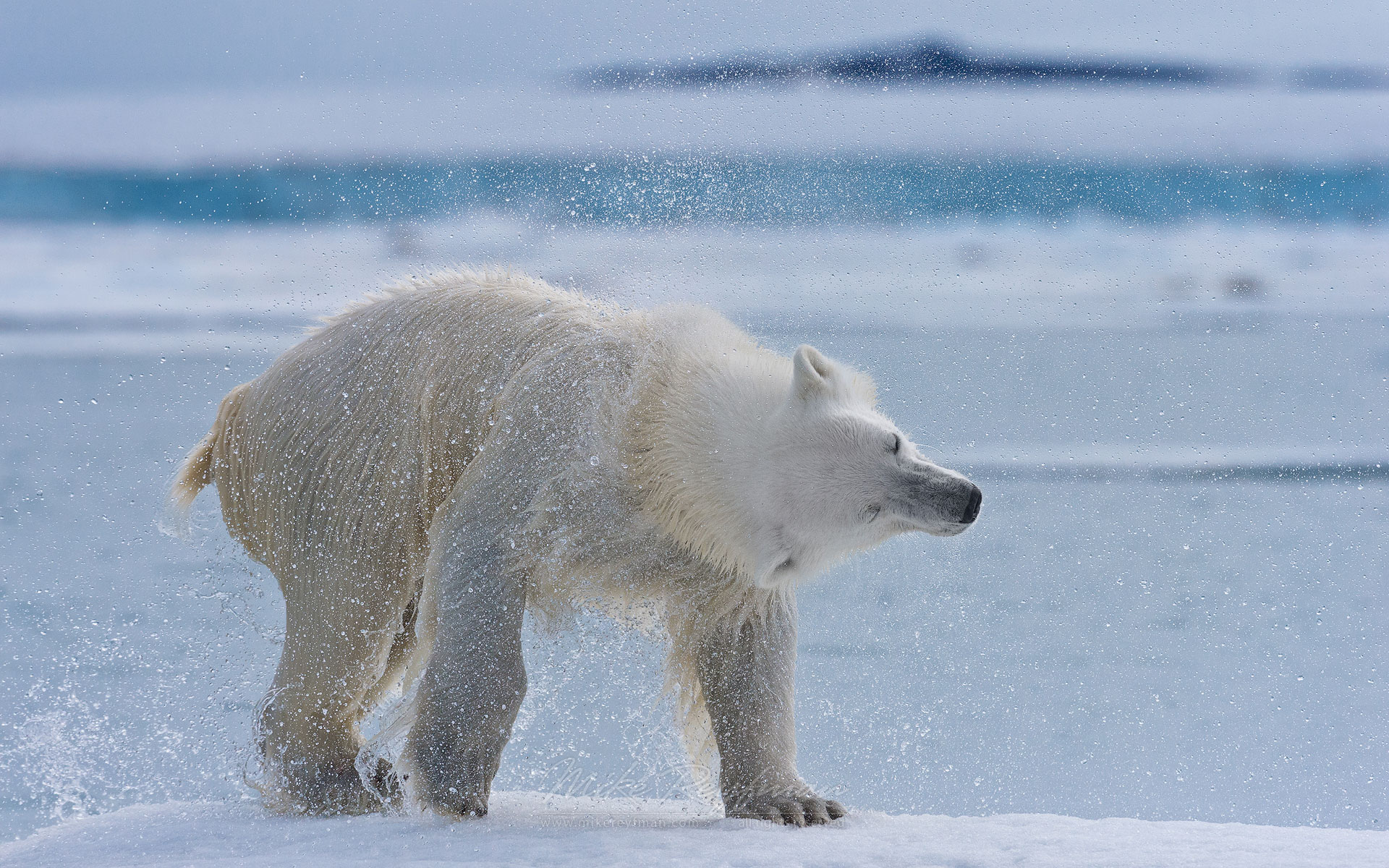 A polar bear shakes the water off on an ice floe along Spitsbergen coast. Svalbard, Norway. - Polar-Bears-Svalbard-Spitsbergen-Norway - Mike Reyfman Photography
