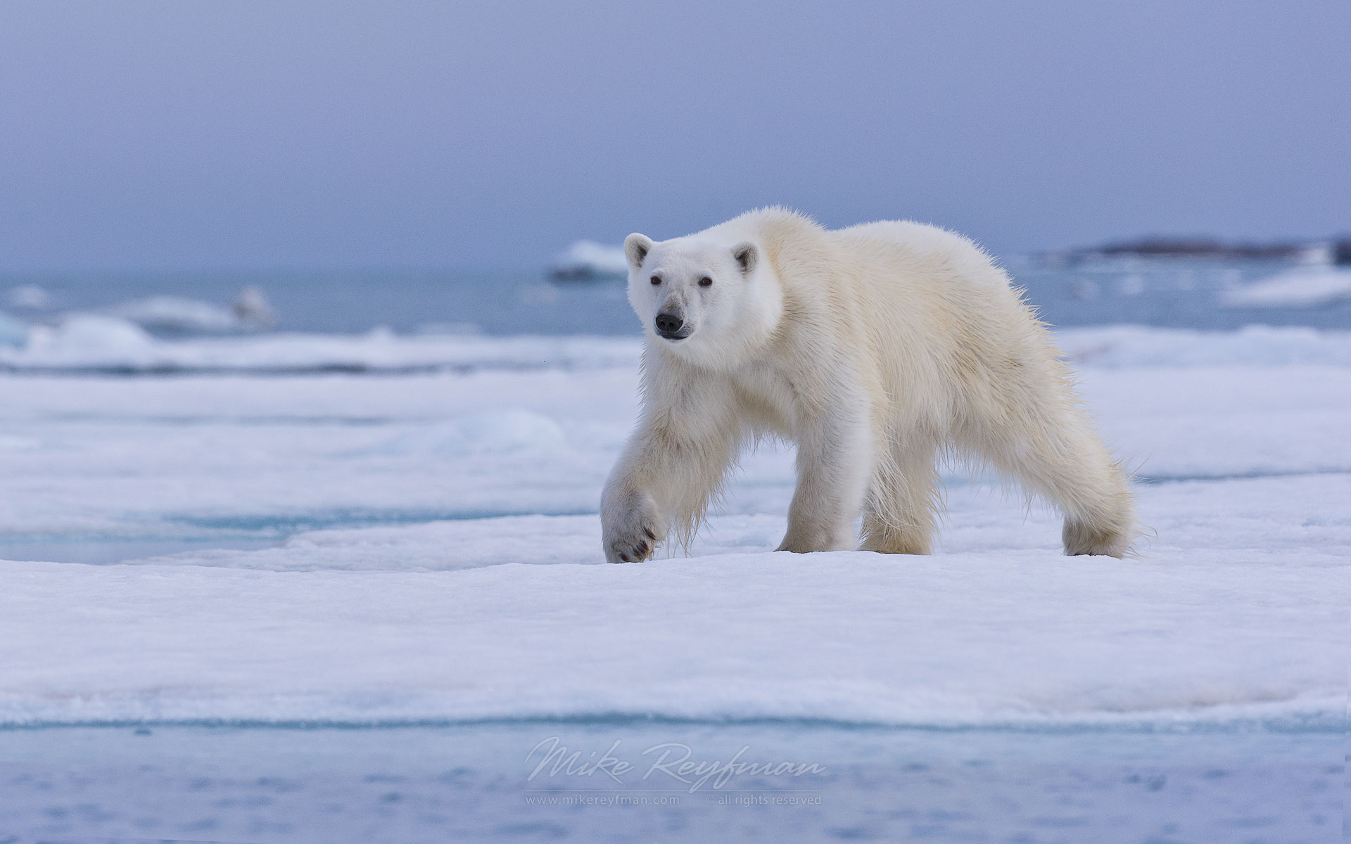 Mike Reyfman Photography