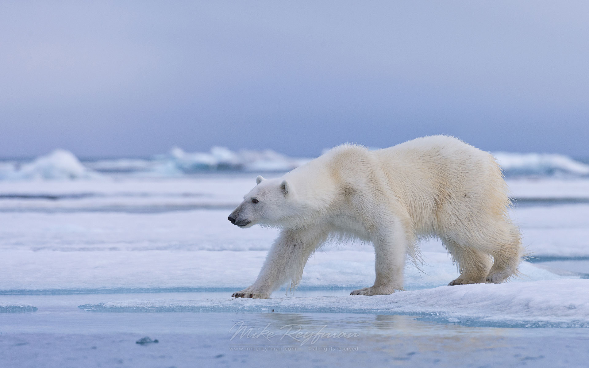 Polar bear walking on an ice floe along Spitsbergen coast. Svalbard, Norway. - Polar-Bears-Svalbard-Spitsbergen-Norway - Mike Reyfman Photography
