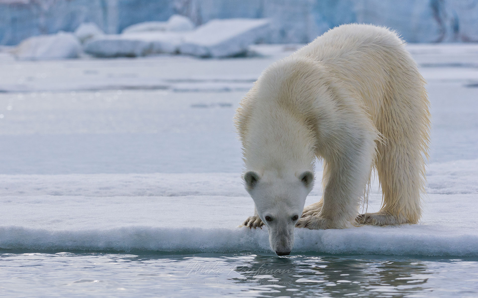 Hungry polar bear sniffing the water. Spitsbergen coast, Svalbard, Norway. - Polar-Bears-Svalbard-Spitsbergen-Norway - Mike Reyfman Photography