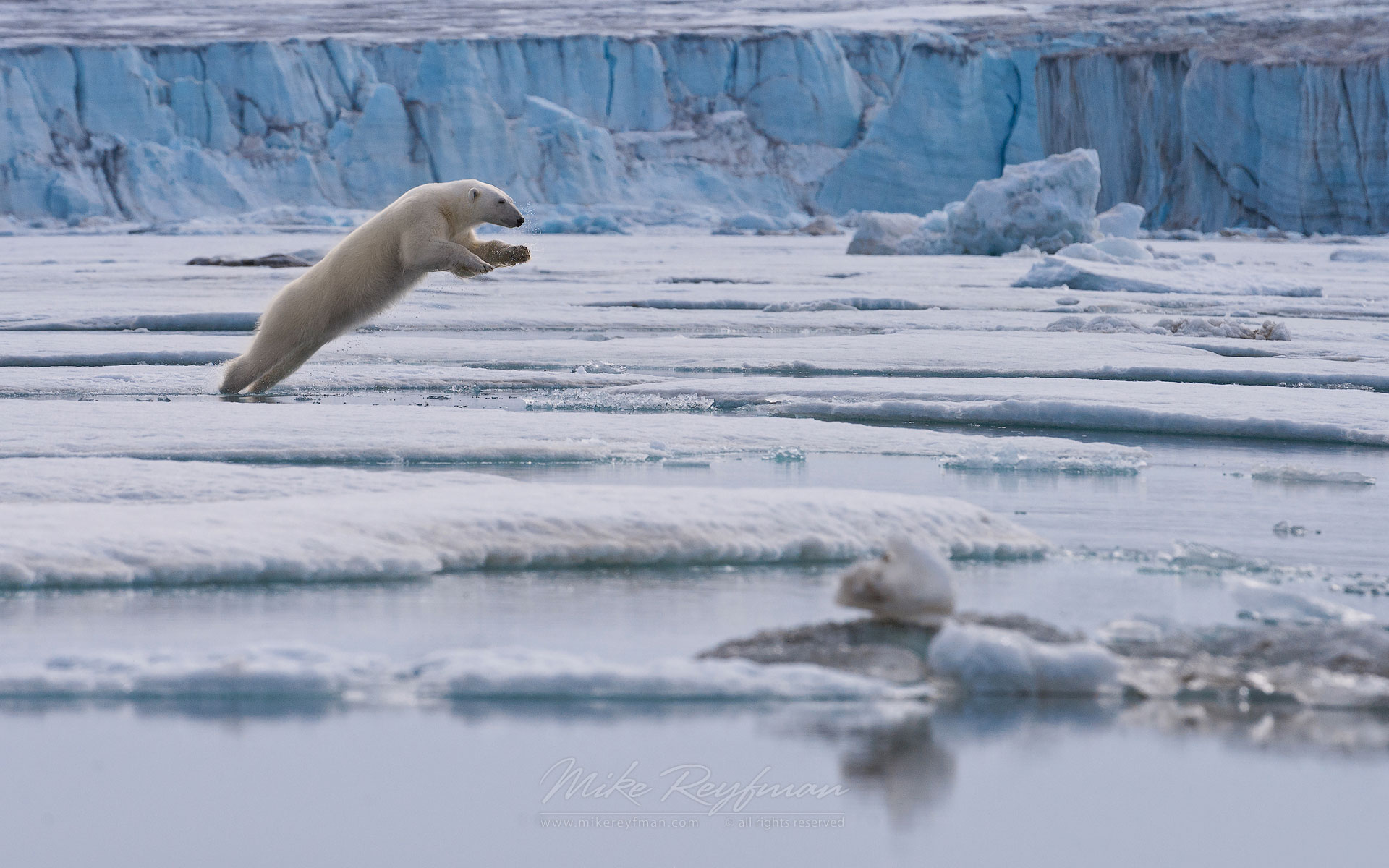 Polar bear leaps across the ice floe. Spitsbergen, Svalbard, Norway. - Polar-Bears-Svalbard-Spitsbergen-Norway - Mike Reyfman Photography