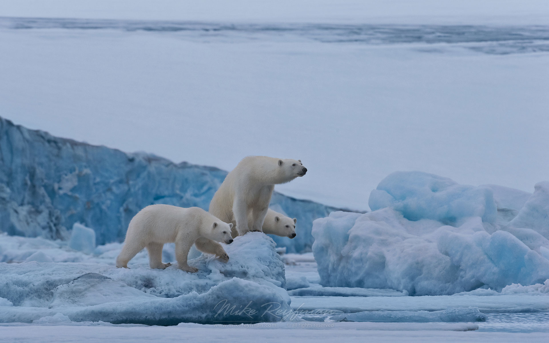 Female polar bear with twin cubs on the pack ice along Spitsbergen coast. Svalbard, Norway. - Polar-Bears-Svalbard-Spitsbergen-Norway - Mike Reyfman Photography
