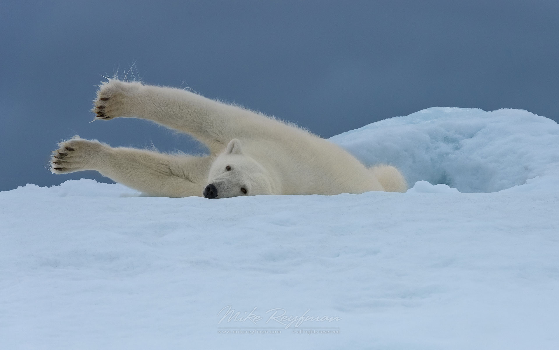 Polar bear stretching on the iceberg along Spitsbergen coast. Svalbard, Norway. - Polar-Bears-Svalbard-Spitsbergen-Norway - Mike Reyfman Photography