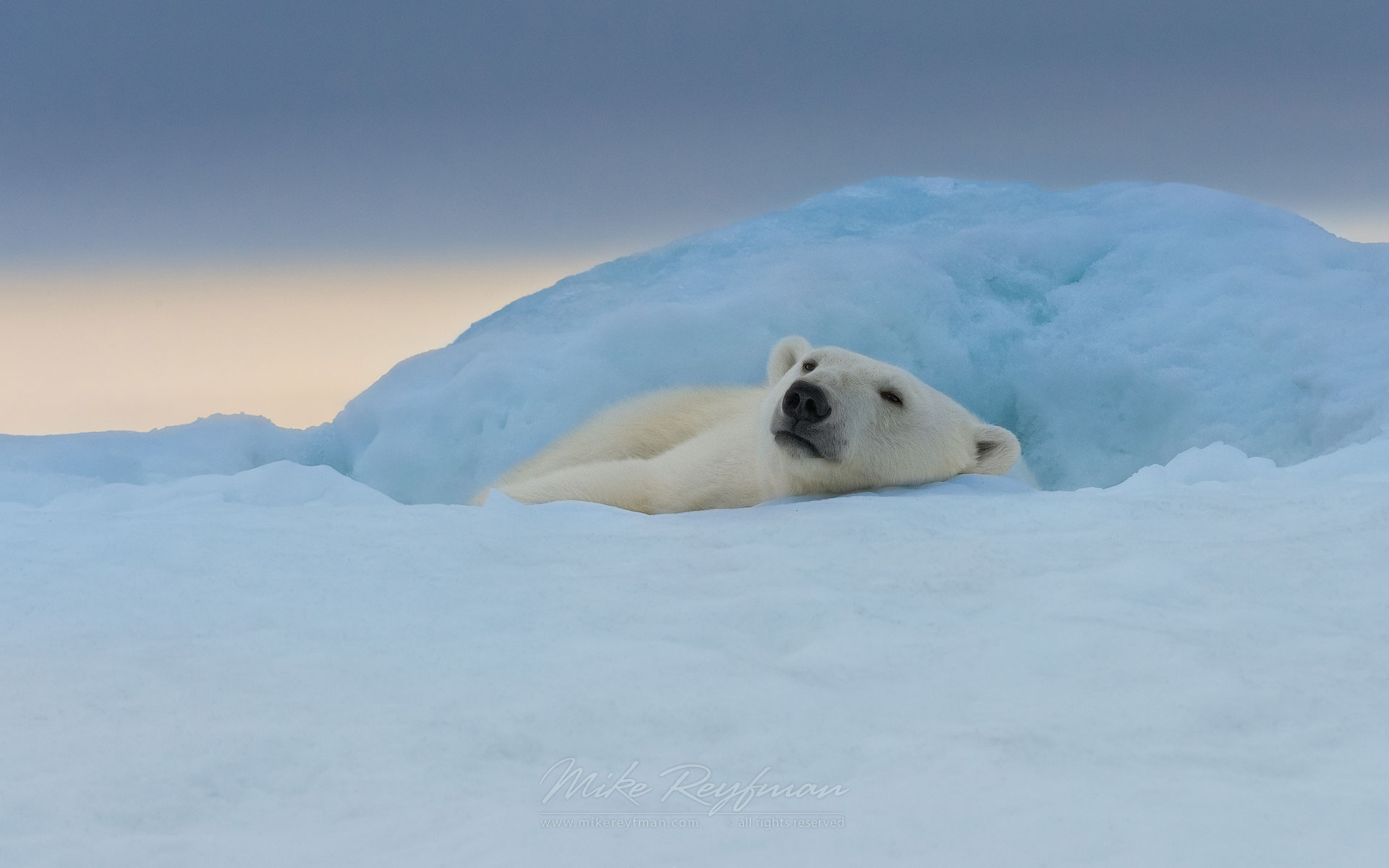 Polar bear resting on the iceberg along Spitsbergen coast. Svalbard, Norway. - Polar-Bears-Svalbard-Spitsbergen-Norway - Mike Reyfman Photography