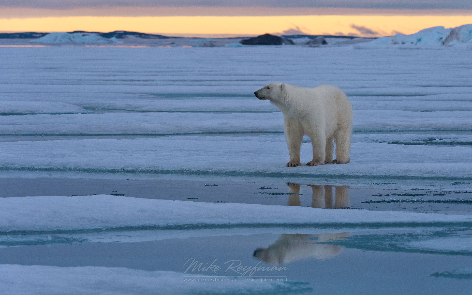 Polar Bear standing on ice floe at sunset. Spitsbergen, Svalbard, Norway. - Polar-Bears-Svalbard-Spitsbergen-Norway - Mike Reyfman Photography