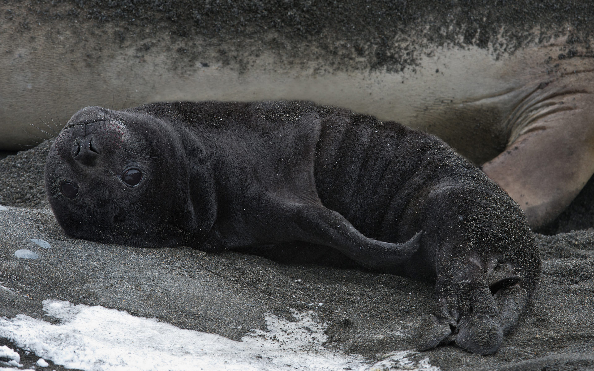 Newborn Southern Elephant Seal (Mirounga leonina) pup. South Georgia, Sub-Antarctic - Southern-Elephant-Seals-Fur-Seals-South-Georgia-Sub-Antarctic - Mike Reyfman Photography